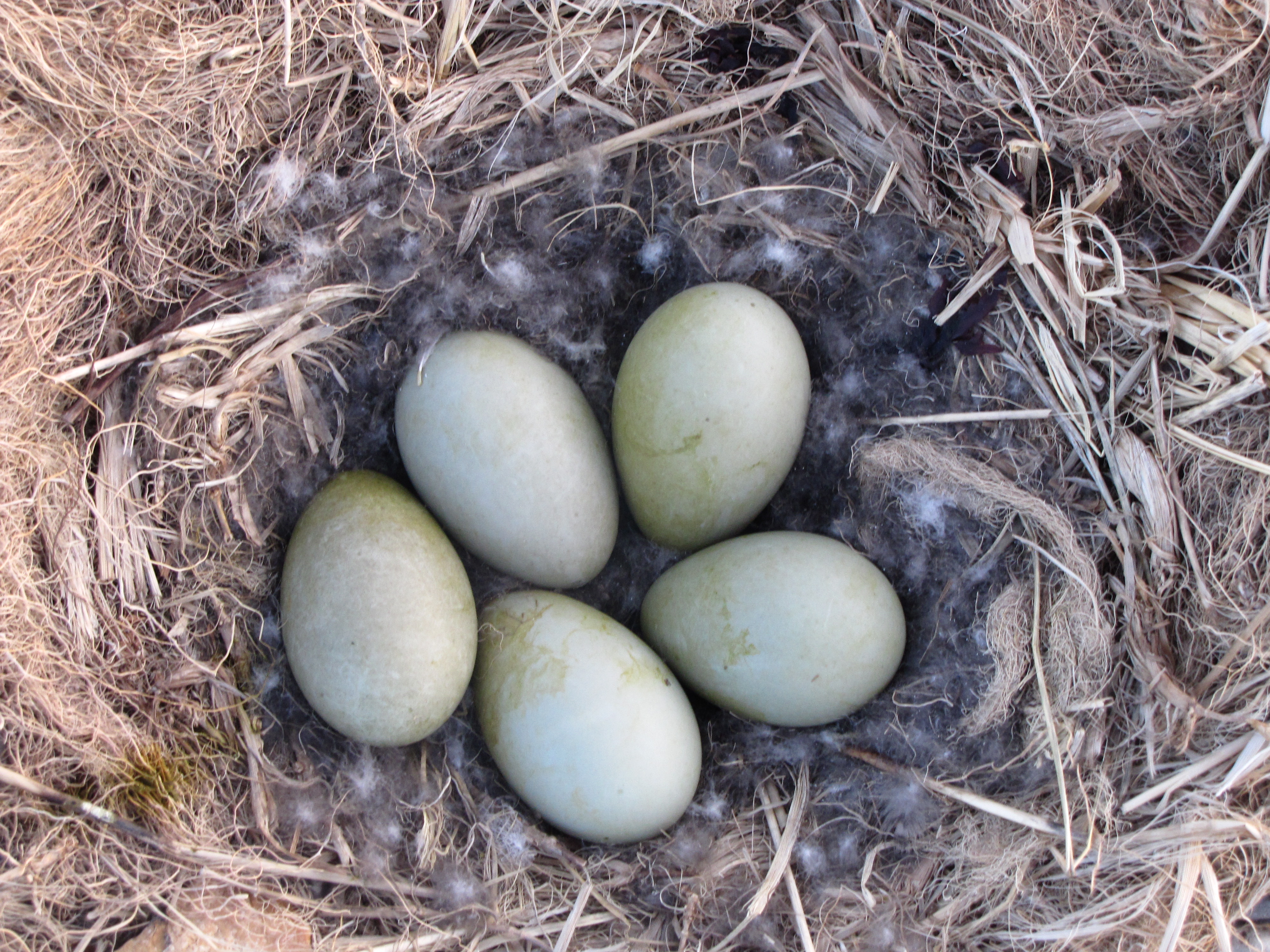 Eggs in a common eider nest.