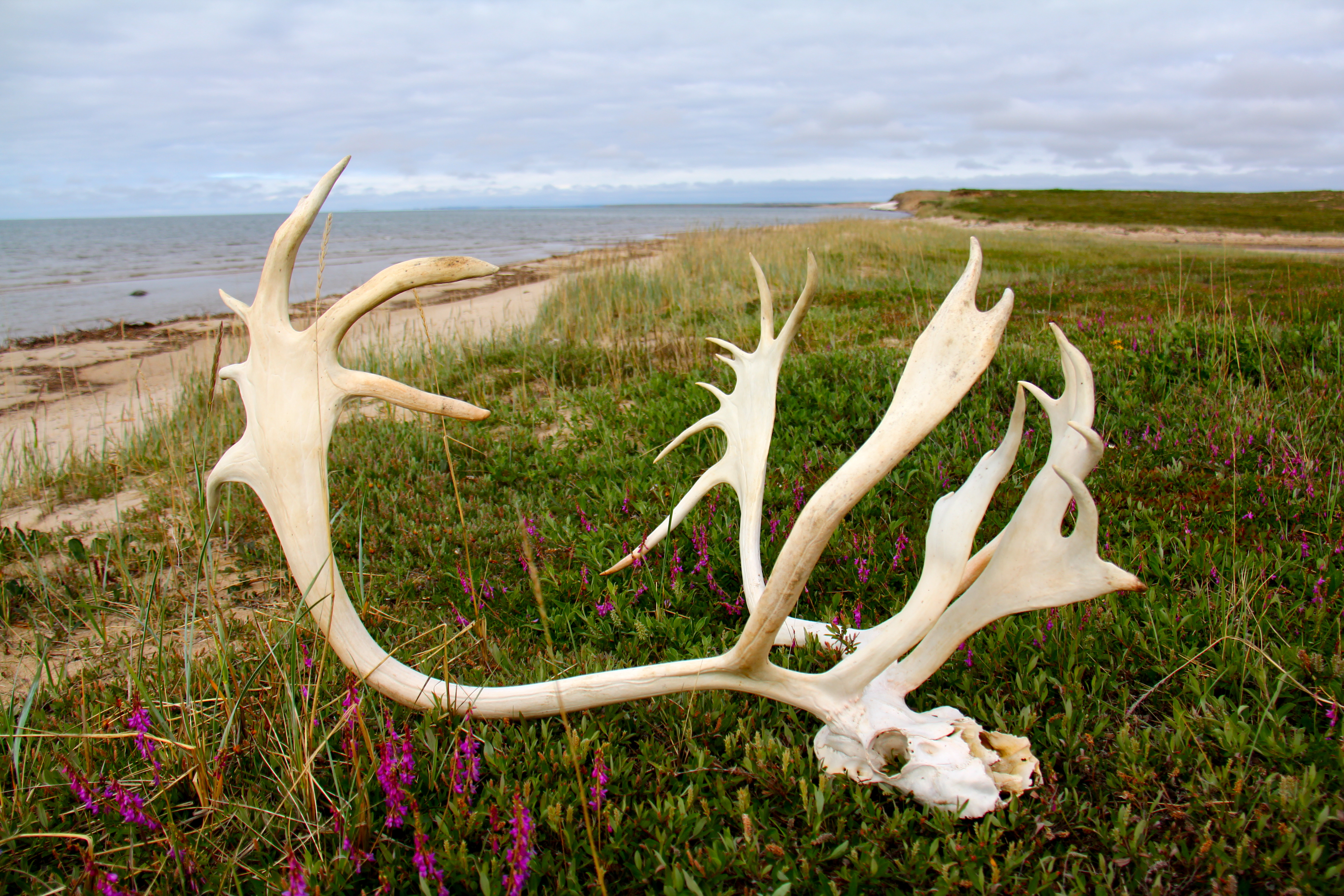 A caribou skull among wildflowers on the bay.