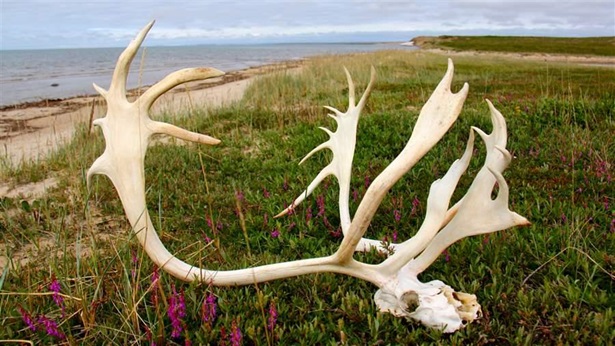 A caribou skull among wildflowers on the bay.