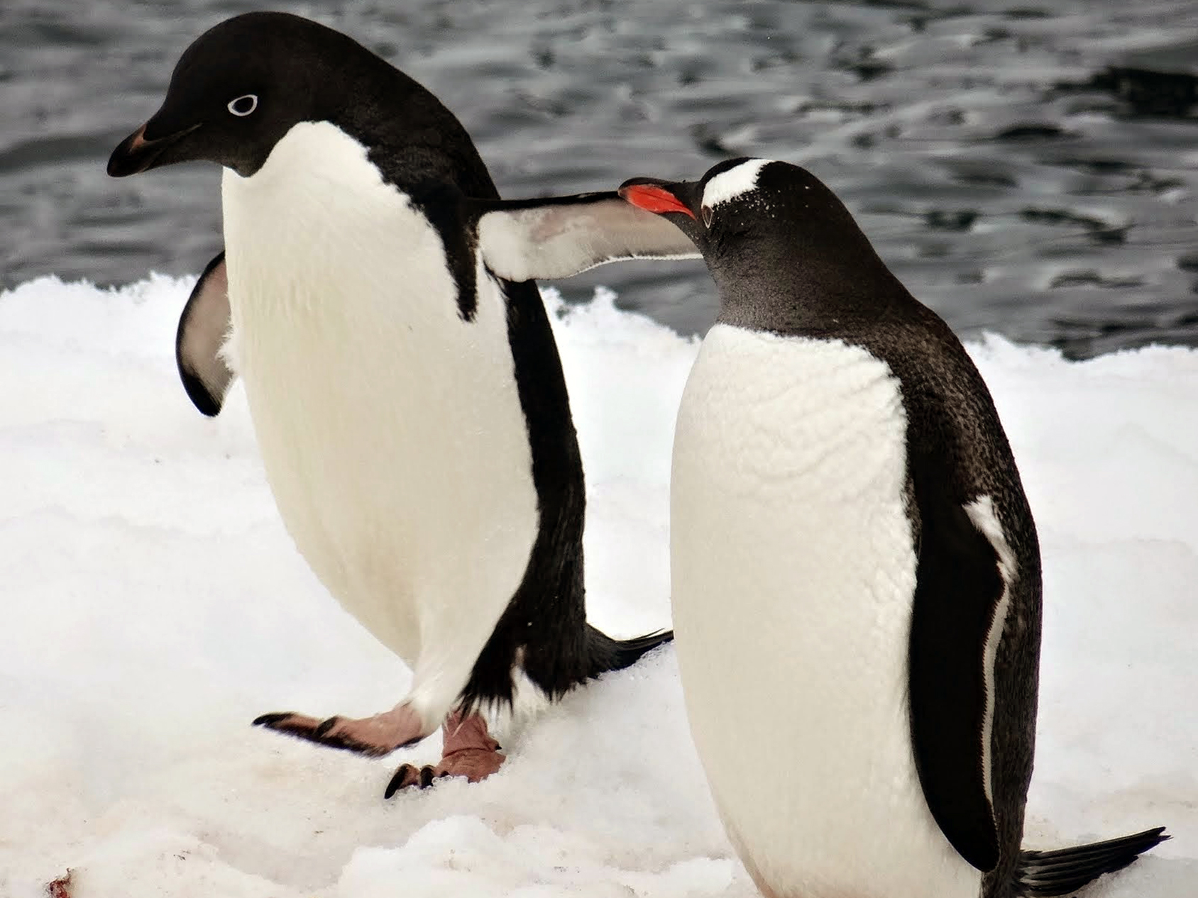 True to the species’ social nature, we spotted this Adélie penguin chatting up a friendly gentoo penguin at the northern entrance of the Lemaire Channel.