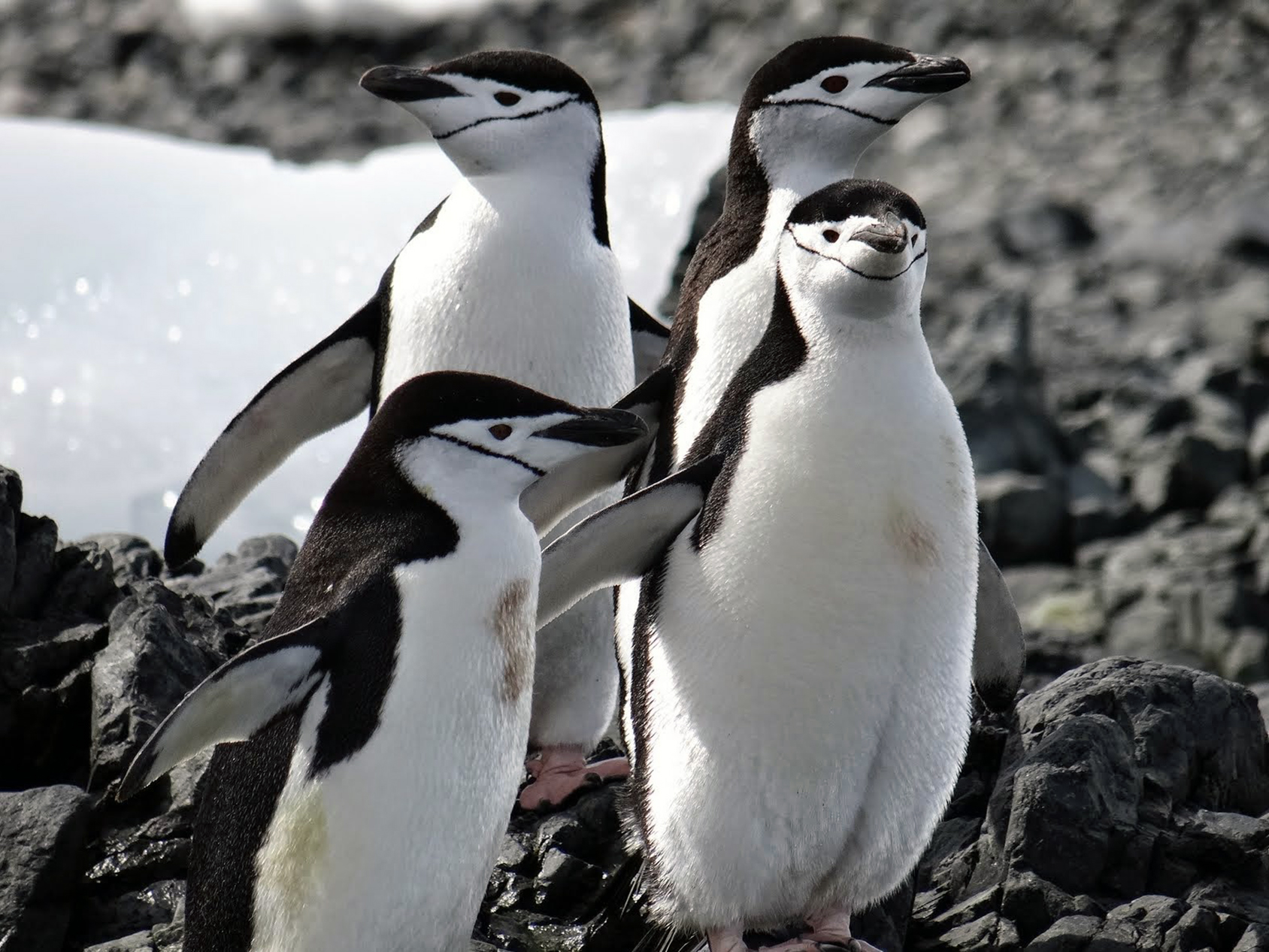 Our first encounter with the white and black ambassadors of Antarctica took place a day and a half into our journey, when we came across a colony of chinstrap penguins on Barrientos Island.