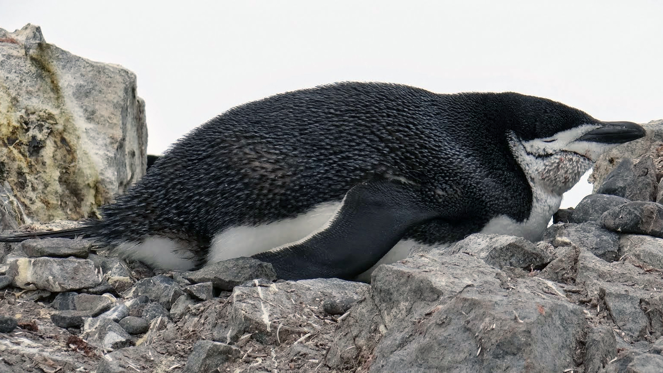 Celebrating Antarctica on Penguin Awareness Day