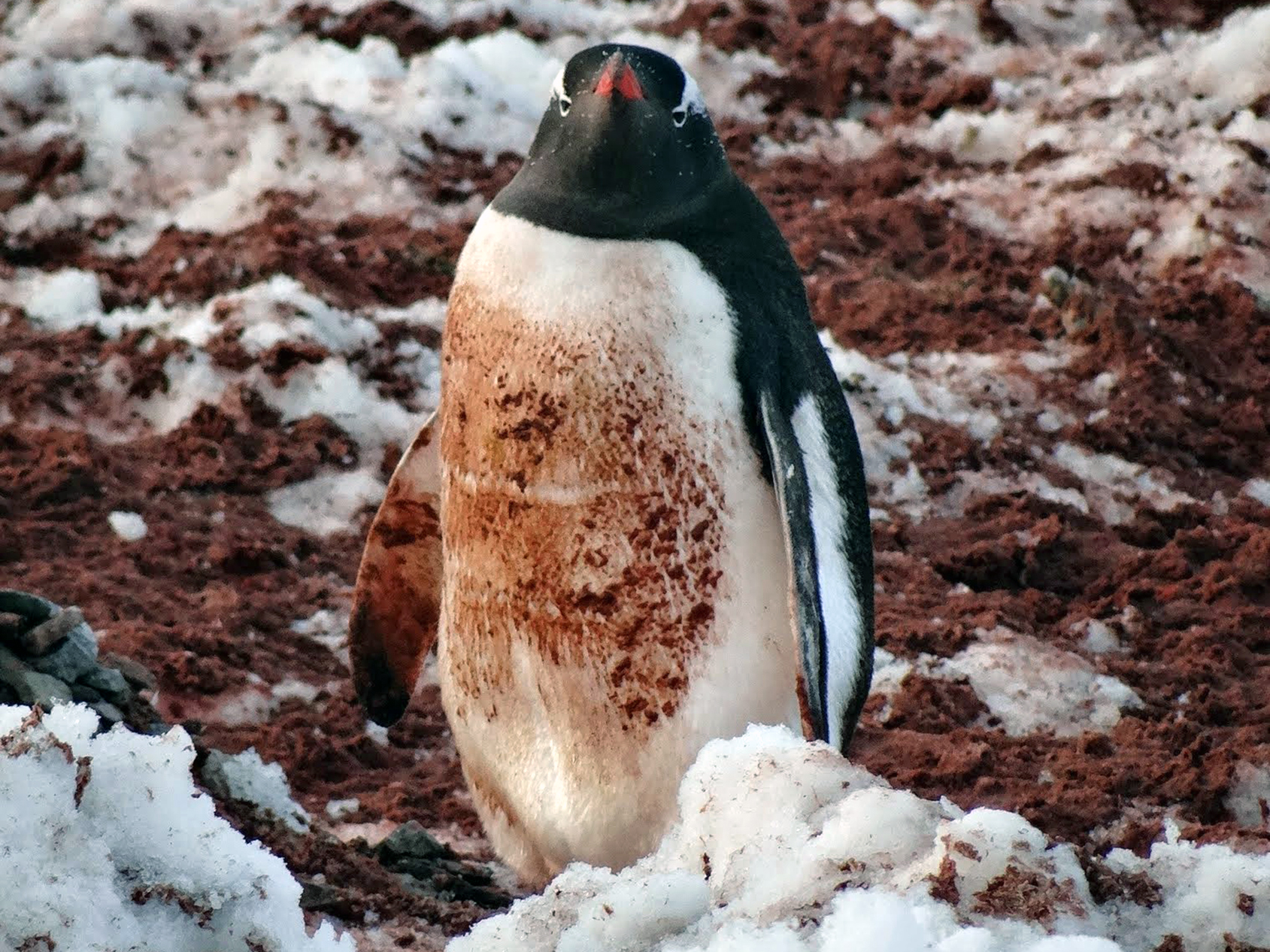 Krill is the major food source for many species in Antarctica, including gentoo penguins.  We witnessed many “red” penguins, such as this gentoo after feasting on krill.