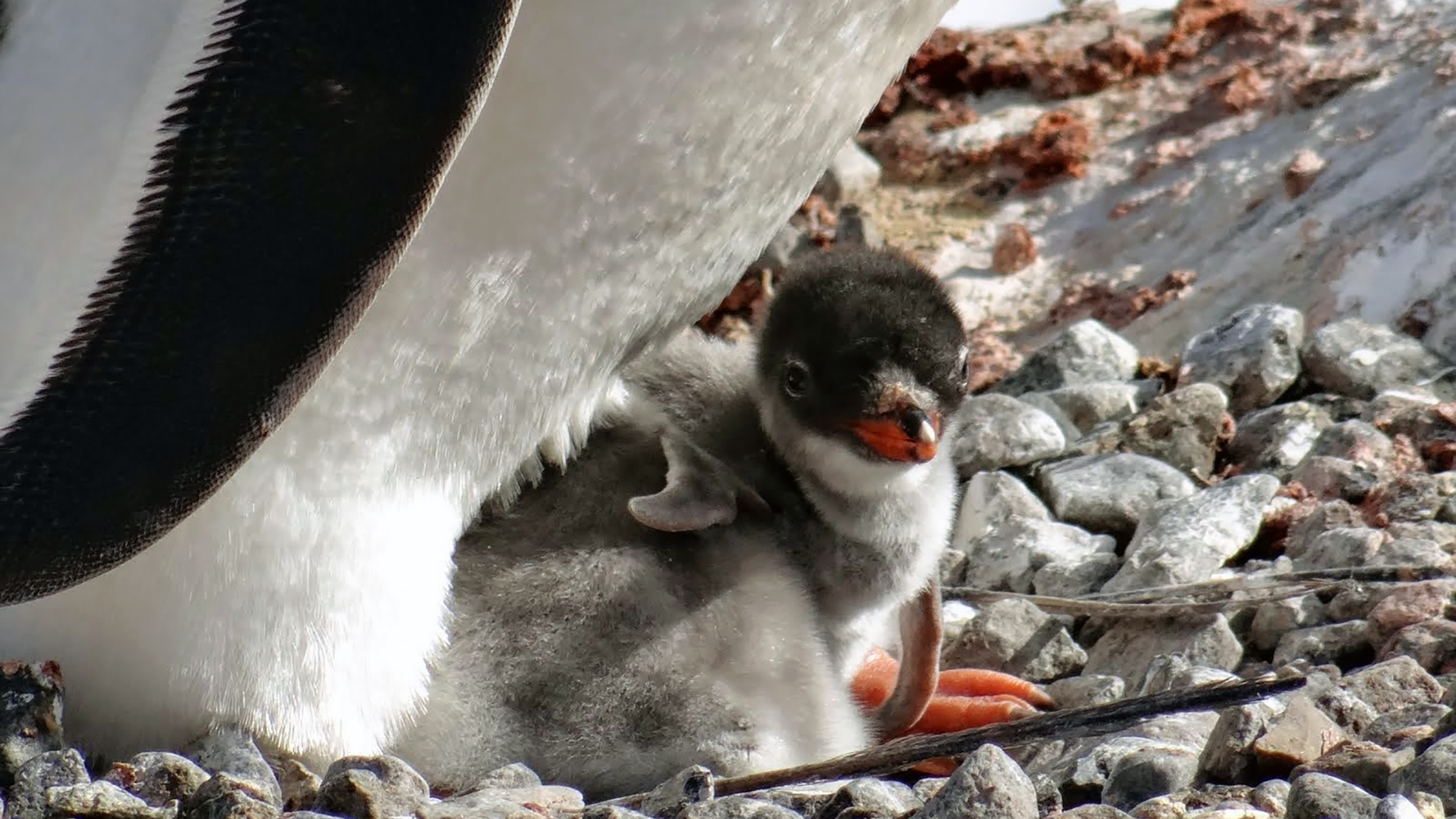 This little gentoo penguin chick was under the strict supervision of its mother in Port Lockroy.