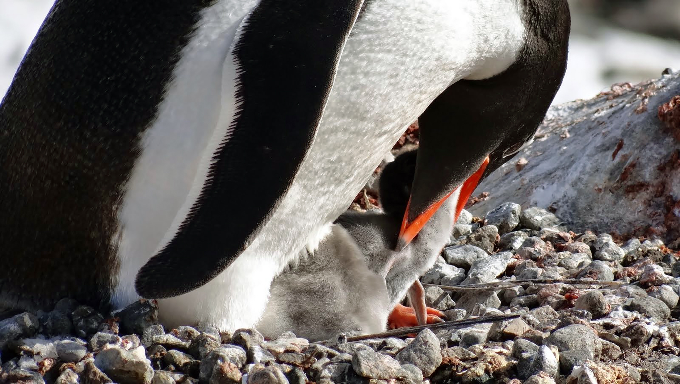 With so many nesting penguins, I was able to capture this gentoo mother feeding her chick.  Females eat more krill than do males in order to properly nourish their chicks.