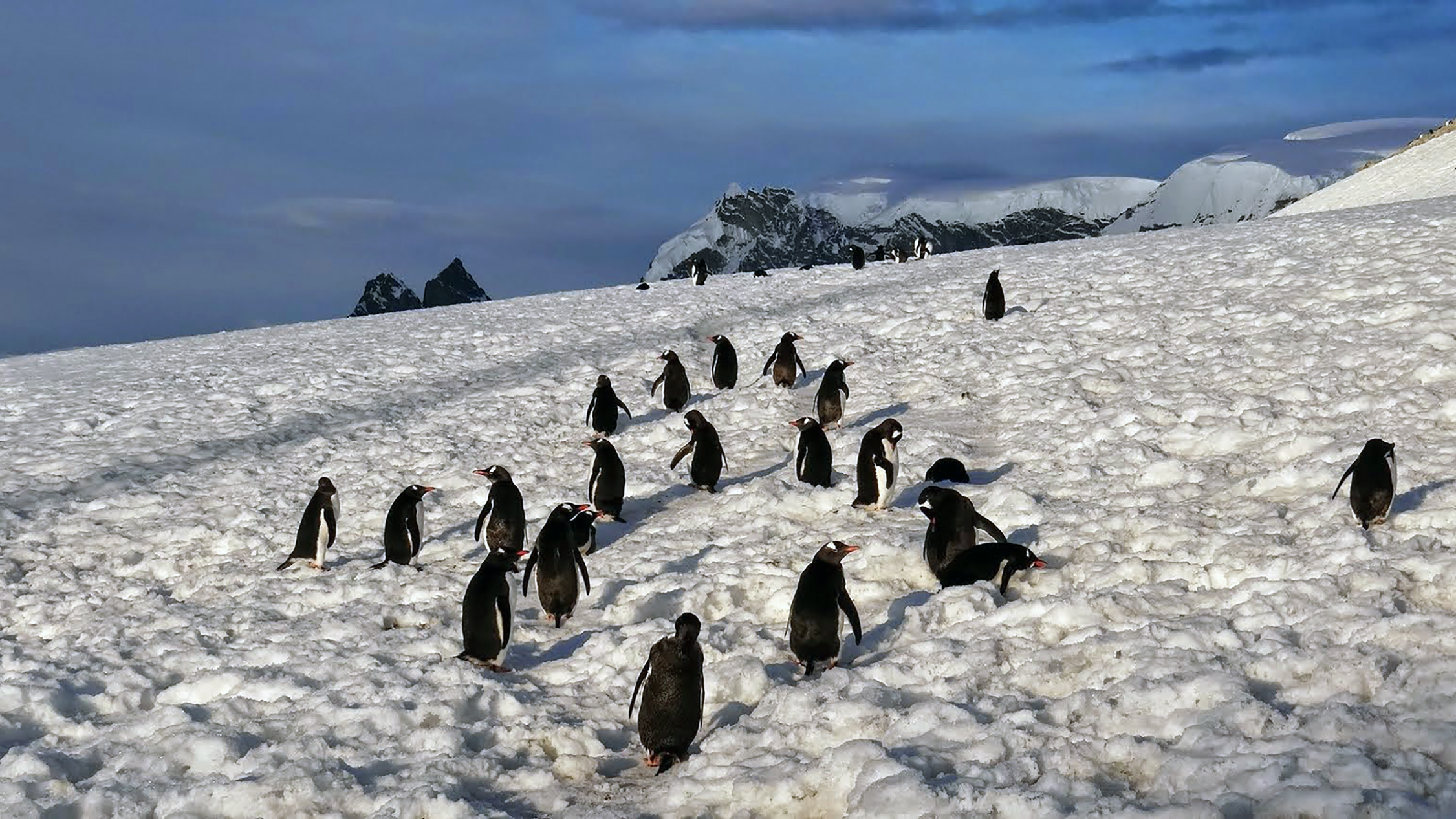 During an excursion to Danco Island, we ran into a colony of gentoo penguins scurrying about in the snow.
