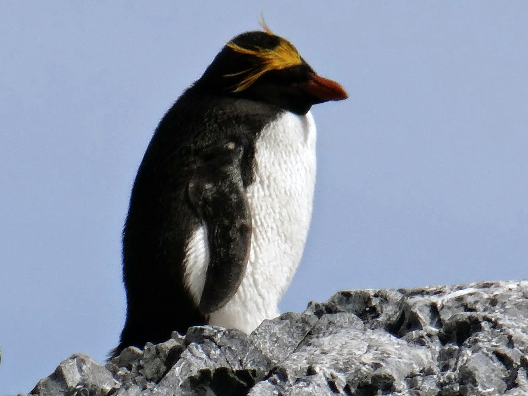 I received a rare gift: catching sight of the elusive macaroni penguin during our stop at Orne Harbour on Christmas Day—a spectacular present for me.  These penguins consume massive quantities of krill each year—more reason to establish large protected areas in the Southern Ocean.