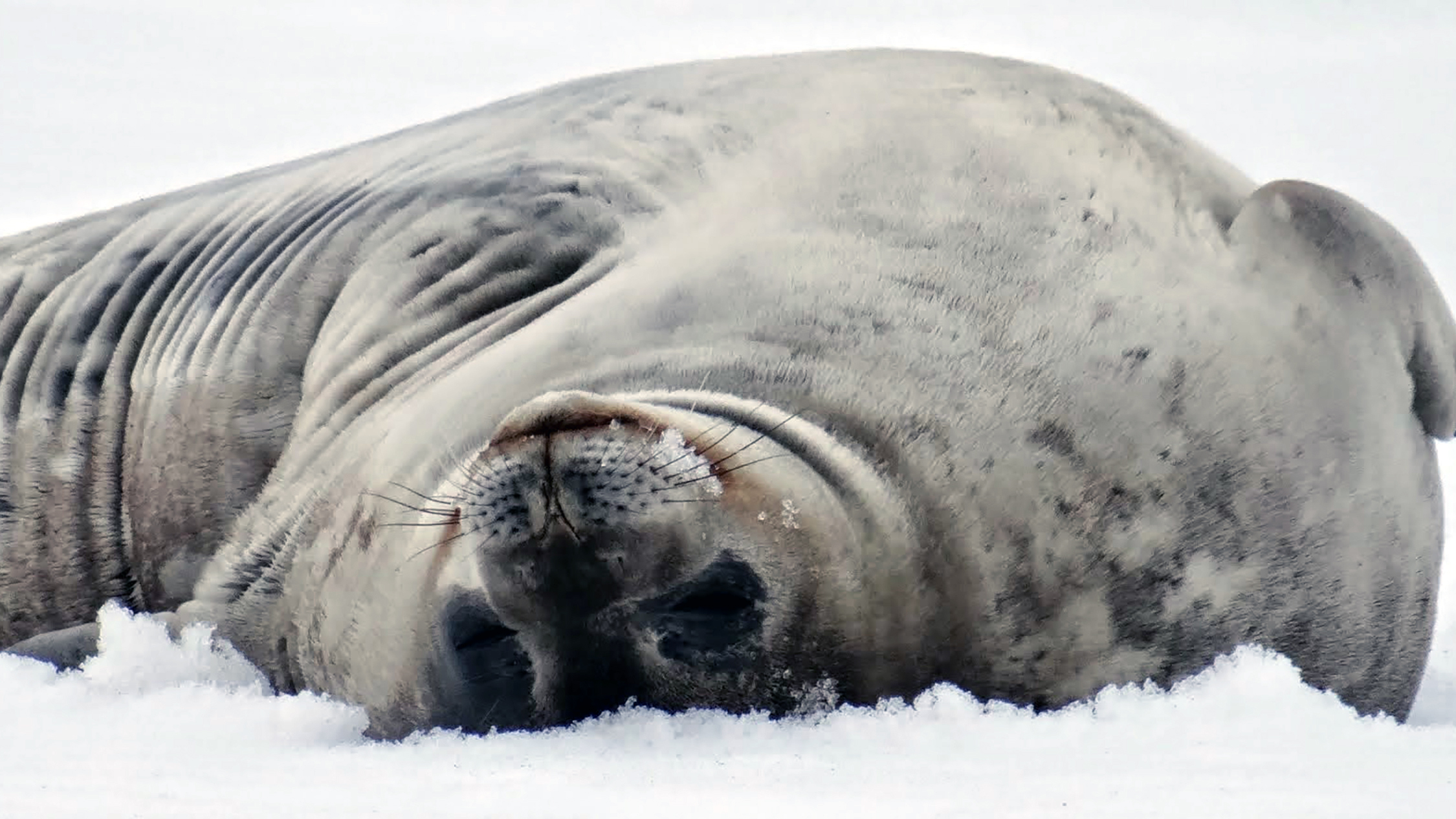 We encountered our first Weddell seals on the shore of Half Moon Island.  These masters of diving in the cold Southern Ocean waters were relaxing in the snow as we passed by them.