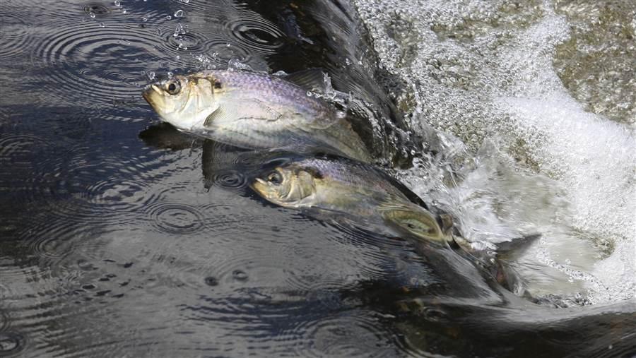 River herring making their way up a fish ladder in Massachusetts.