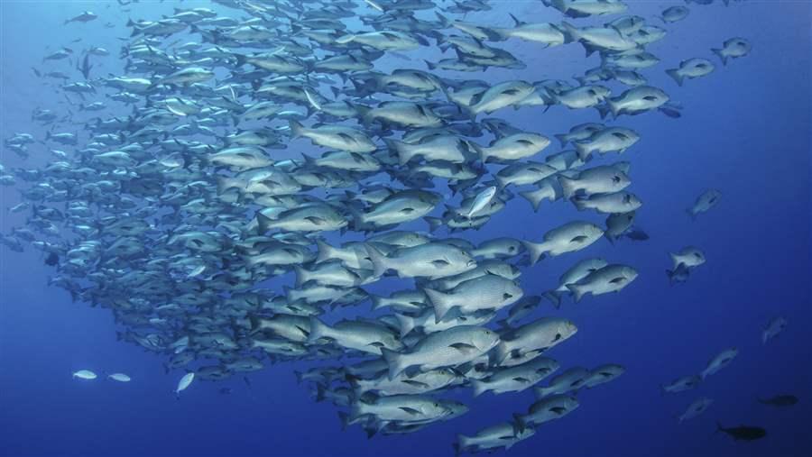 Snapper School