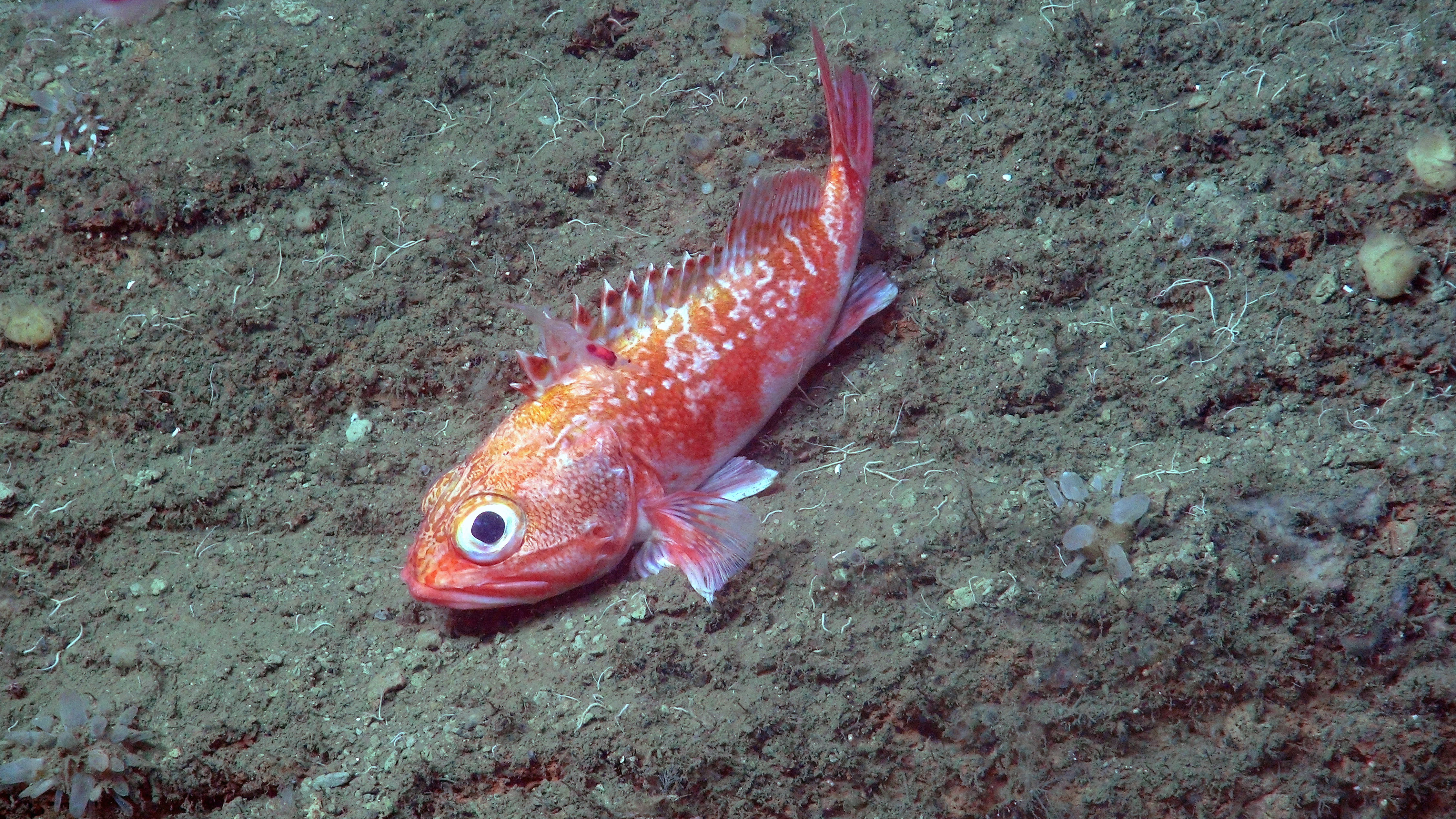 This blackbelly rosefish in Norfolk Canyon is as deadly as it is beautiful. It’s an ambush hunter with poisonous spines.