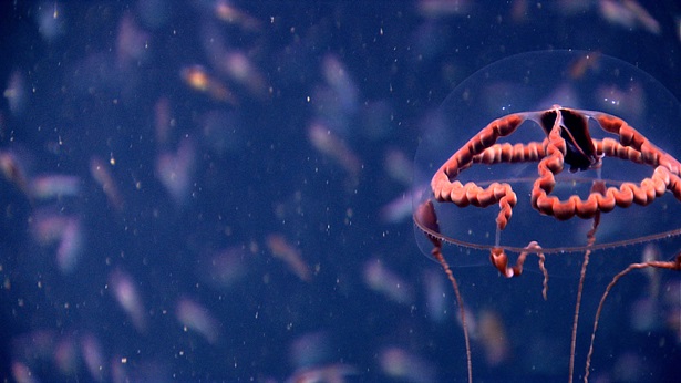 The ribbonlike red organ is this jellyfish’s stomach. The color hides the prey it has consumed, which are often small bioluminescent (or glow-in-the-dark) animals.  Without this shield, the light from its meal might make the jellyfish a target for other predators.