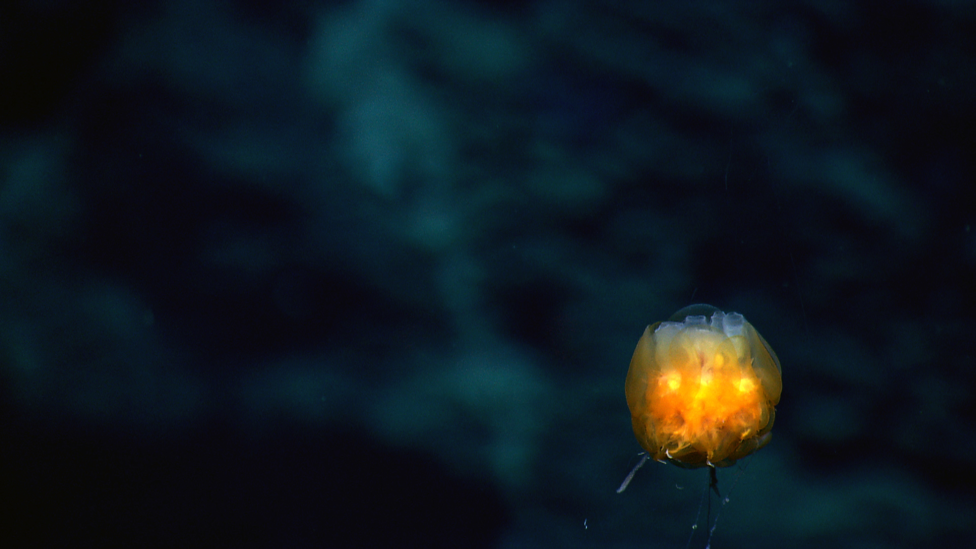 The ocean dandelion is a type of siphonophore, a collection of many animals that work together as a colony. Some members protect the colony, while others catch food or take care of reproduction.