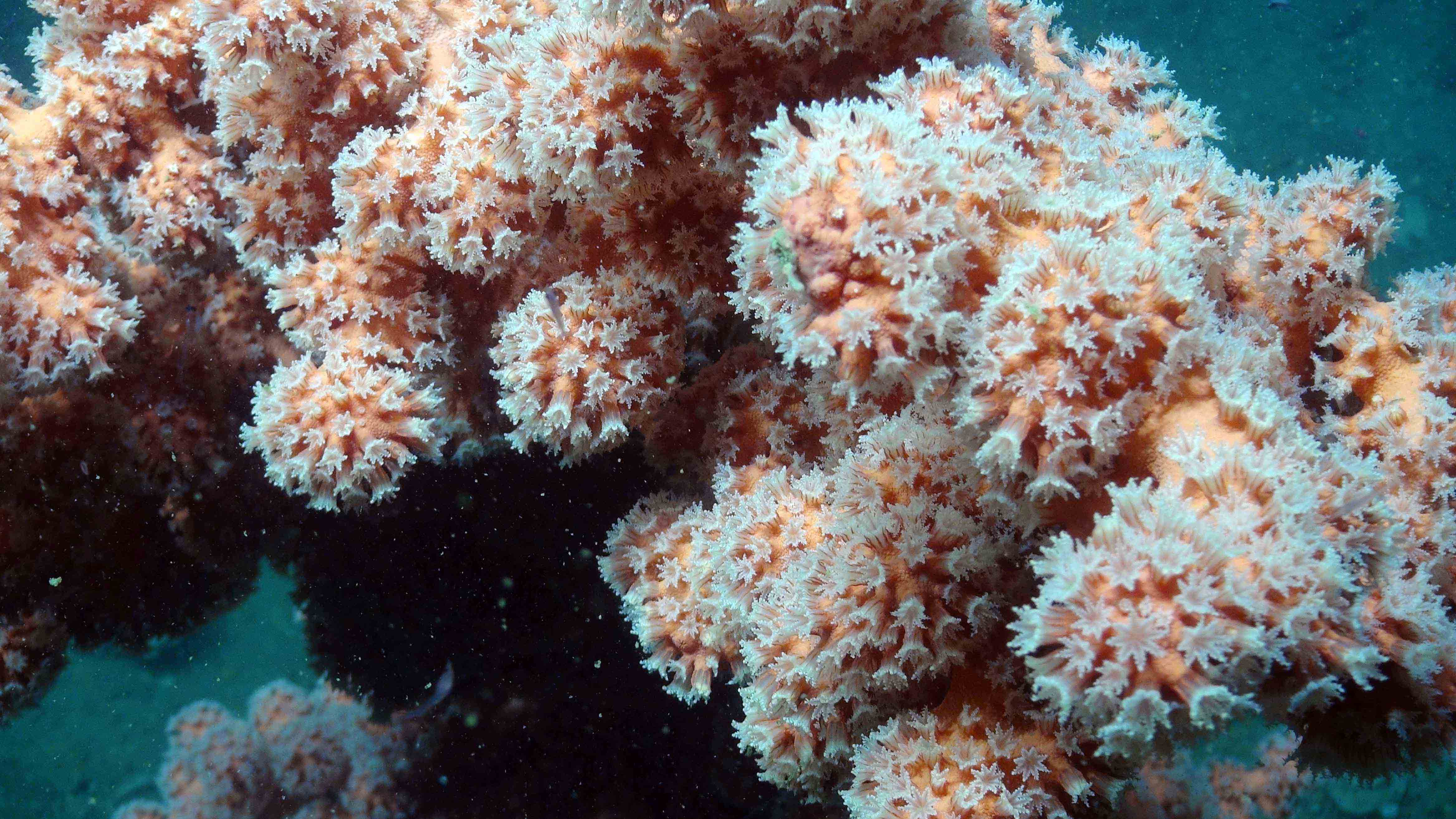 The common name “bubblegum” comes from the bulbous ends on the branches of these corals in the group with the scientific name Paragorgia. These can grow to be several yards tall and form dense, colorful gardens.