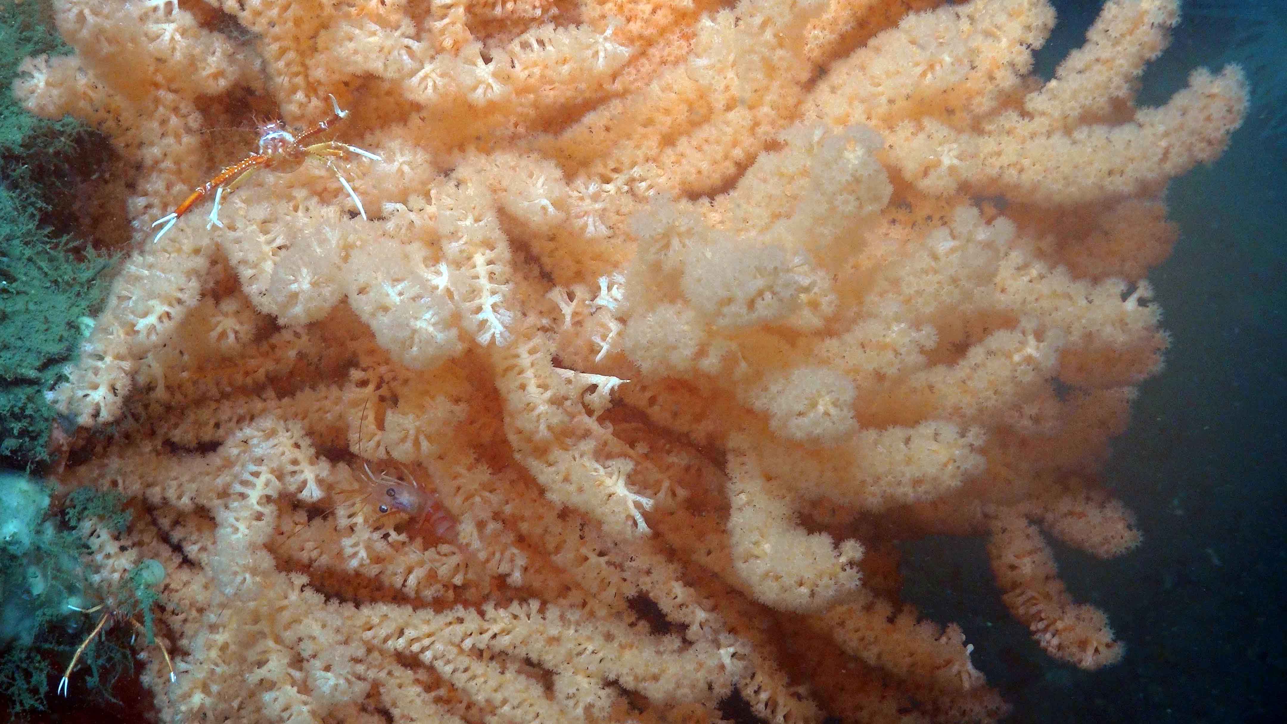 Sometimes called sea fans, Primnoa corals can live hundreds of years. This specimen was found in Norfolk Canyon, off the Virginia coast. 