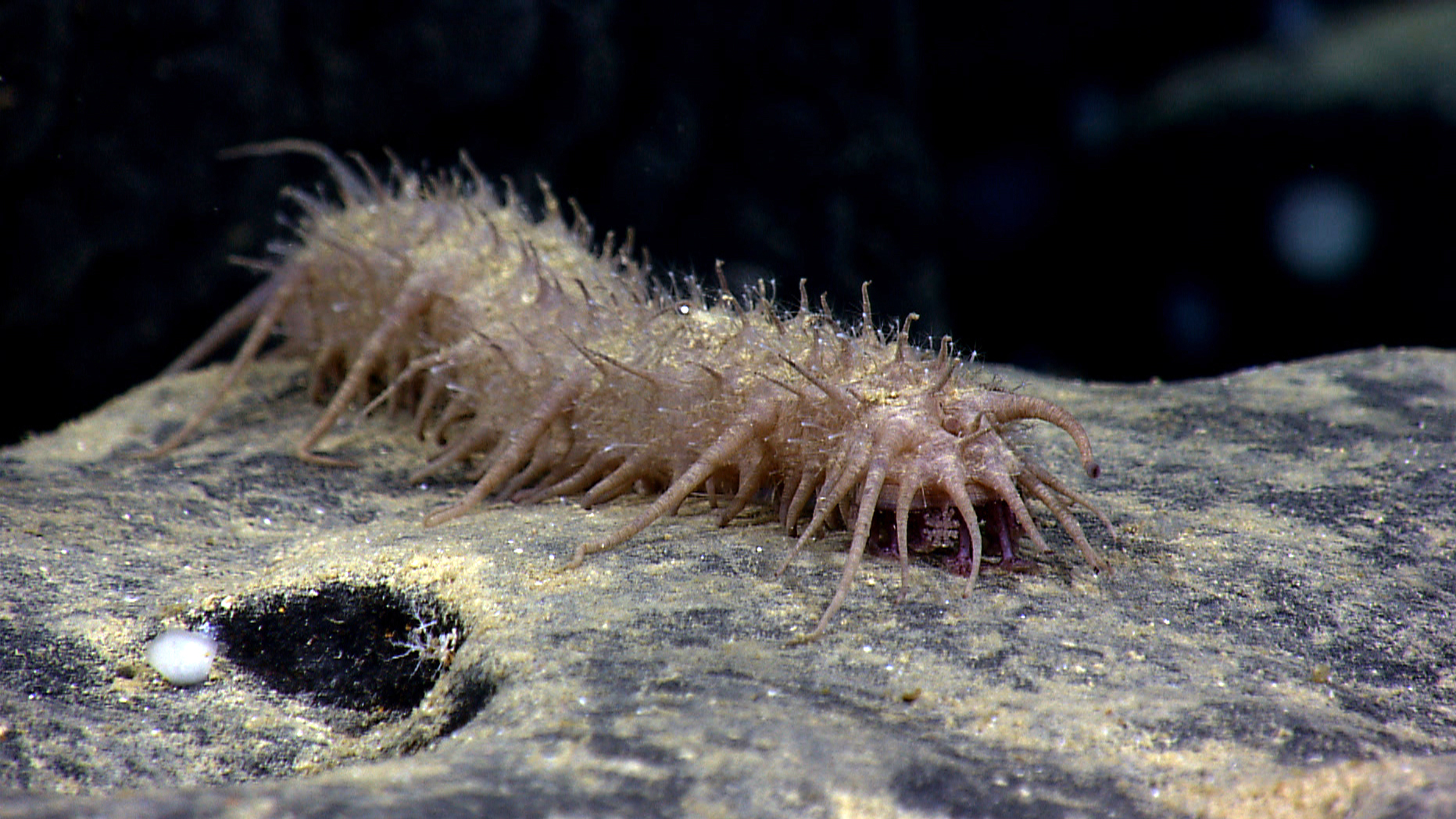Sea cucumbers fill a role in the deep ocean similar to that of earthworms on land, breaking down and recycling nutrients for other creatures to use.