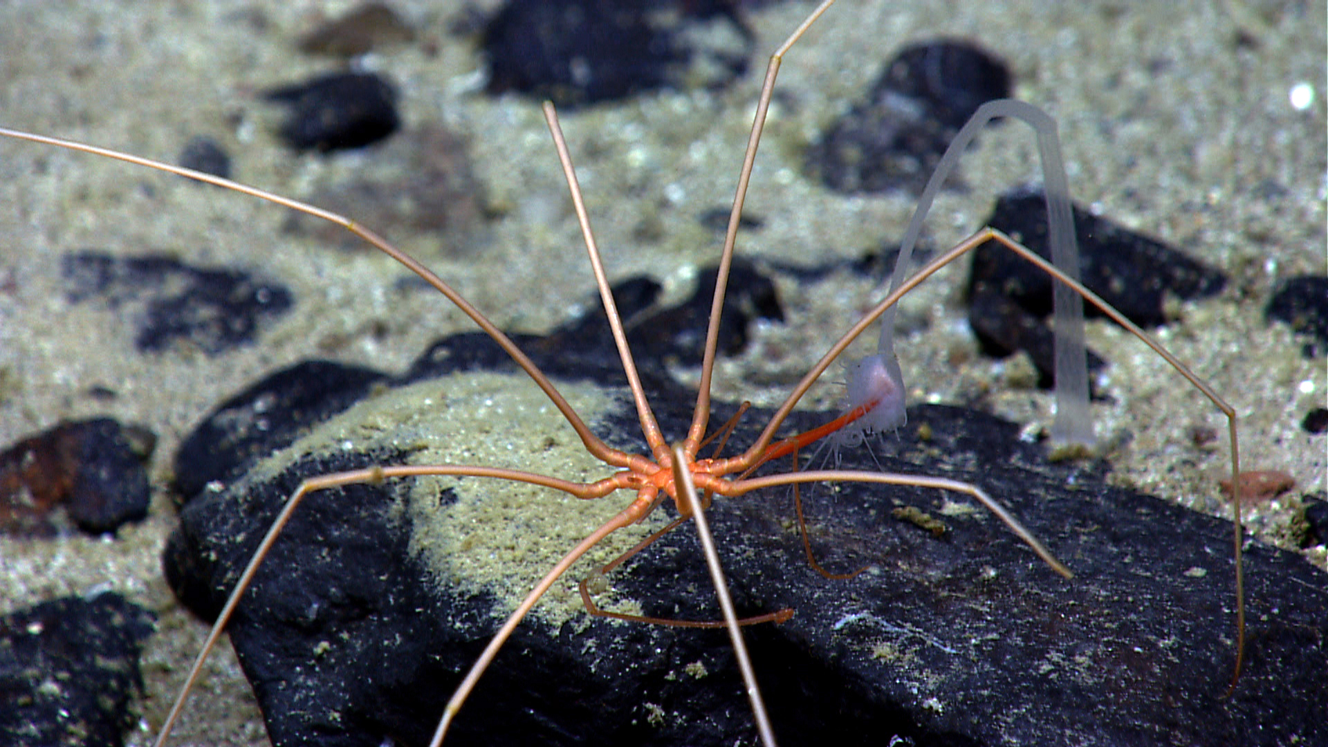 There are more than 1,300 known species of sea spiders ranging from a fraction of an inch to nearly a yard across. These creatures might be the stuff of nightmares for some, but they aren’t true spiders, and they won’t be crawling in bed with you anytime soon.