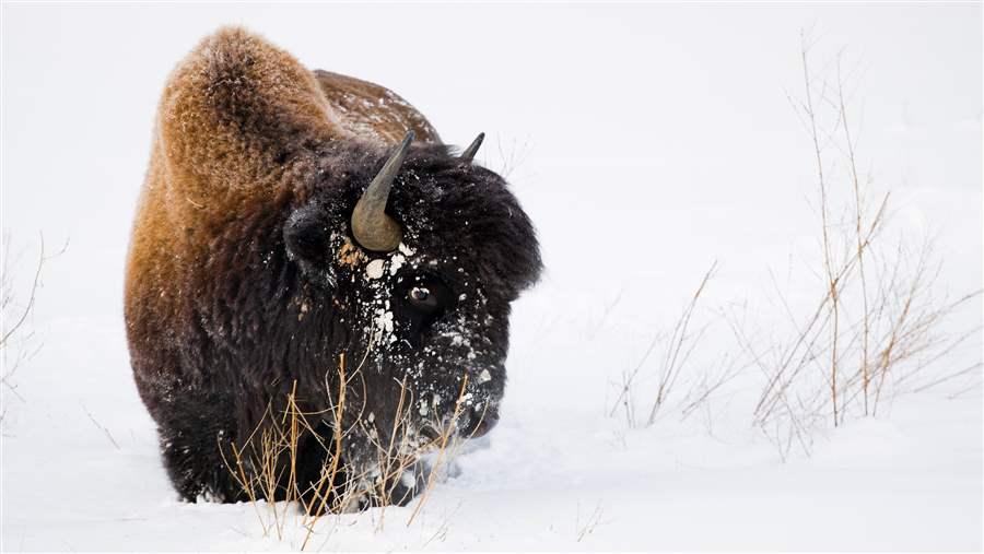 Wood bison