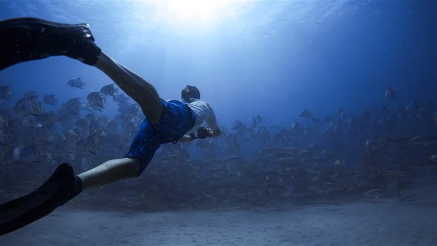 Underwater photographer Paul Dabill closes in on snook and spadefish in hopes of capturing the moment on his camera.