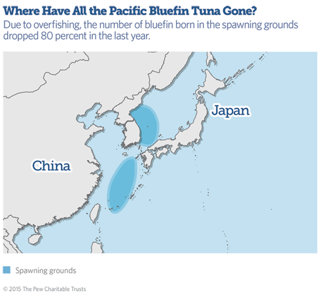 Where have all the Pacific Bluefin tuna gone?