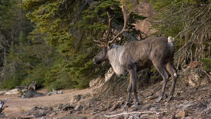 caribou