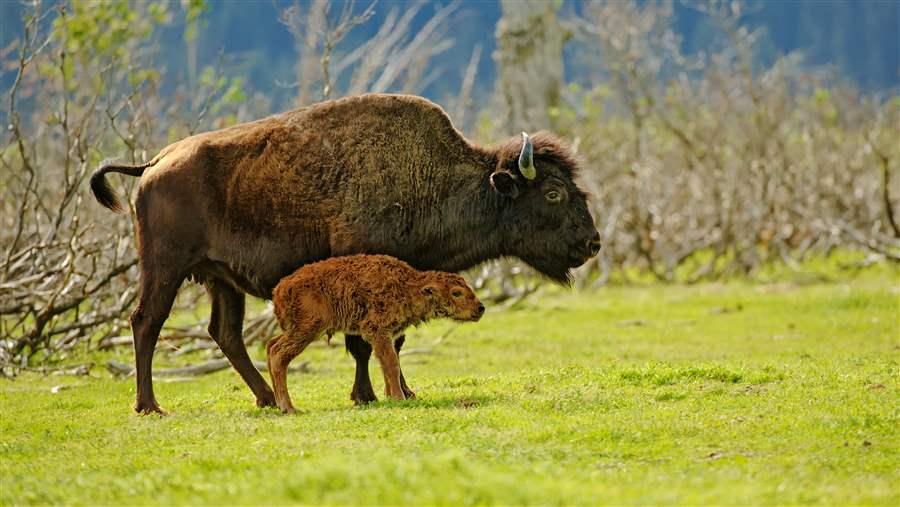 Ten Wild Features of Manitobas Boreal Forest | The Pew Charitable Trusts