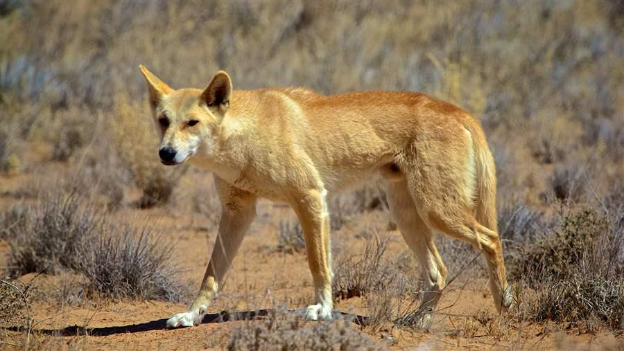 Dingoes could help solve Australia's extinction crisis — if only