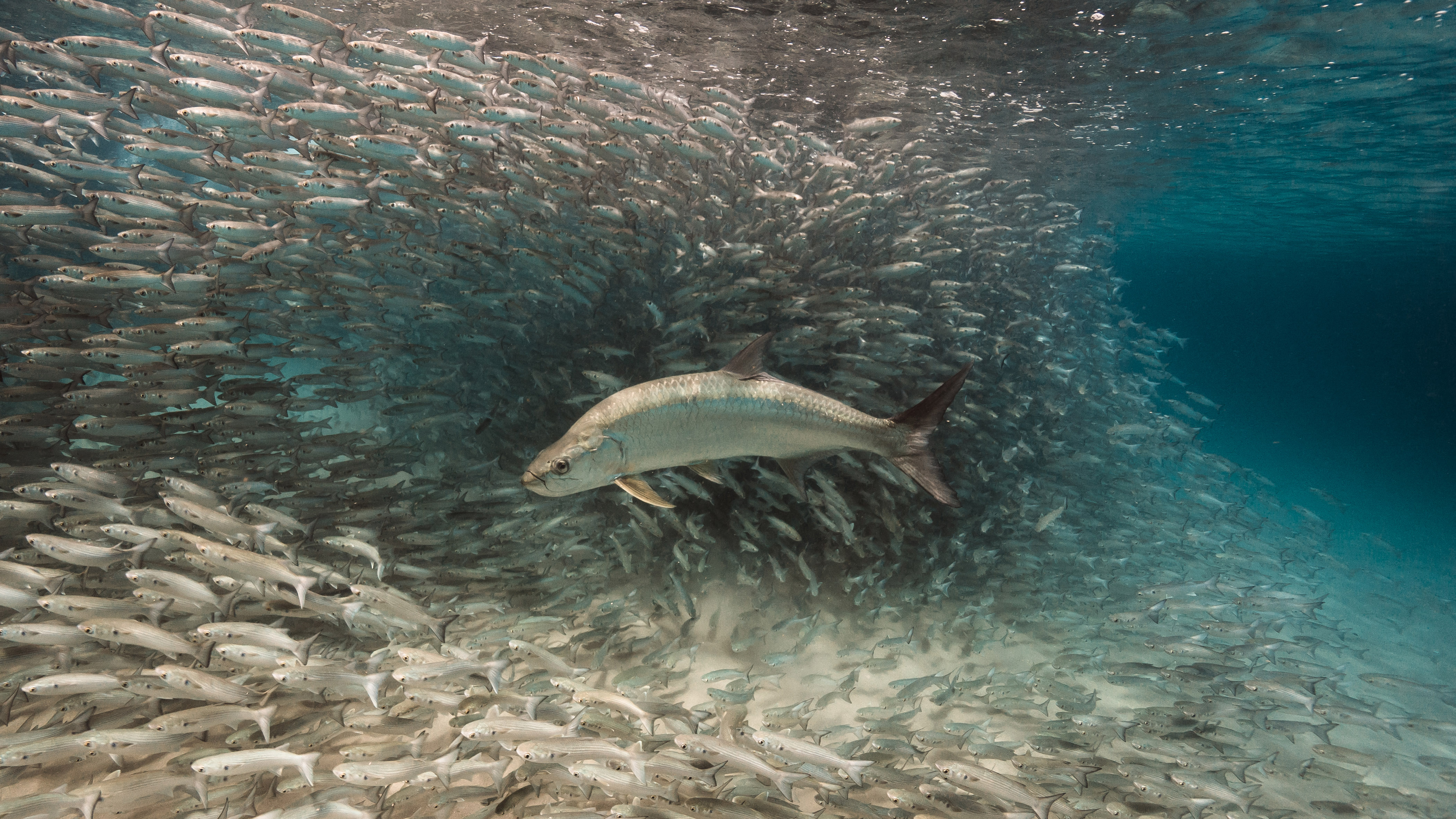 A swing and a miss for this tarpon. The mullet rely on safety in numbers, evasive maneuvers, and "swamping," or overwhelming the predator's ability to identify and attack a single individual. Fish that prey on forage species typically catch food just once in every 10 tries. Conversely, schooling forage fish are easy targets for nets, which makes them vulnerable to overfishing. 