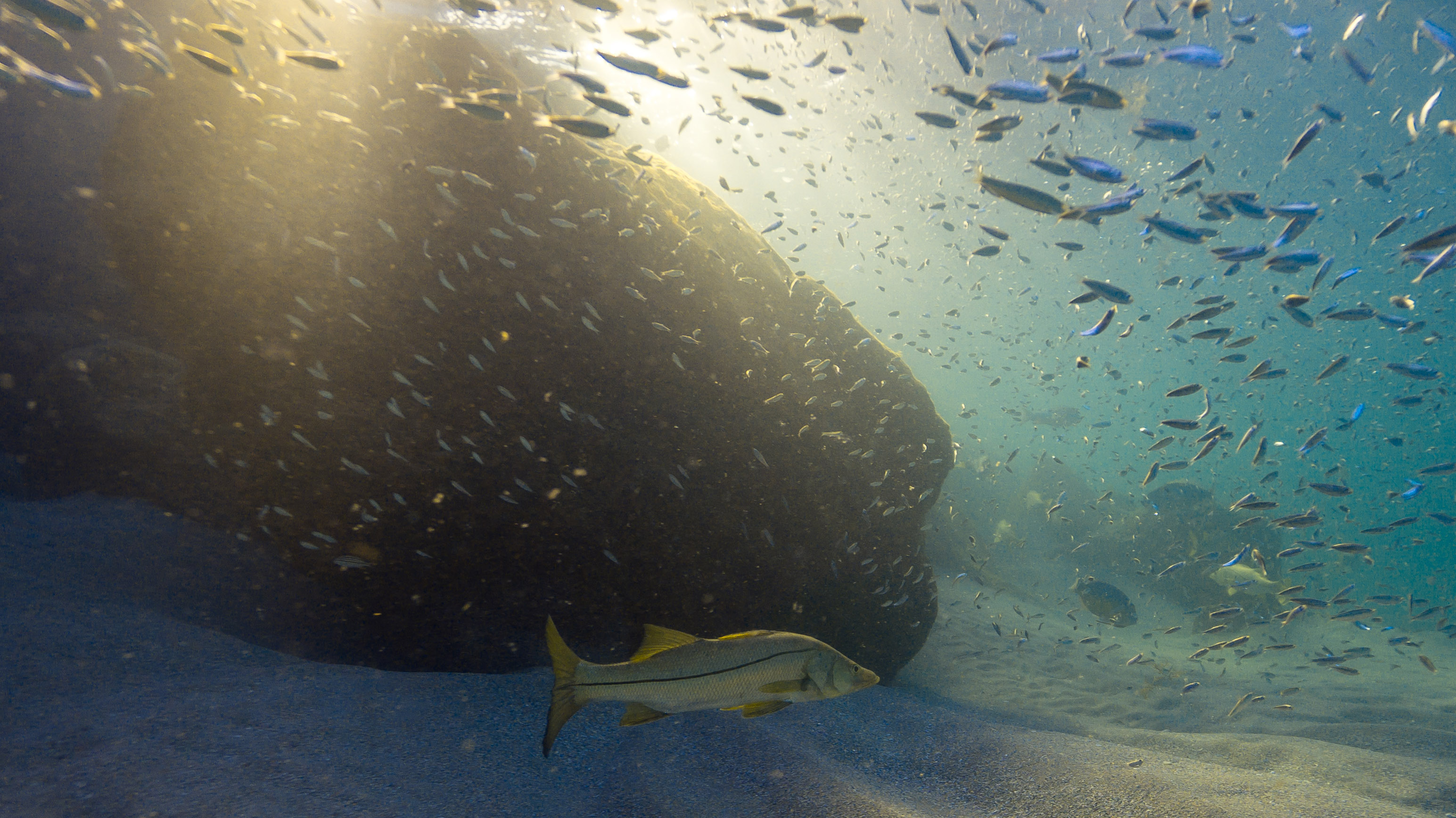A common snook swims beside jetty rocks as forage fish, including pilchards, feed on sun-nurtured microscopic plants. These small fish, rich sources of omega-3 fatty-acids and proteins, essentially transfer the sun's energy into a form that predators can use to grow and reproduce. According to a 2012 study, baitfish are twice as valuable when left in the water as when caught commercially. 