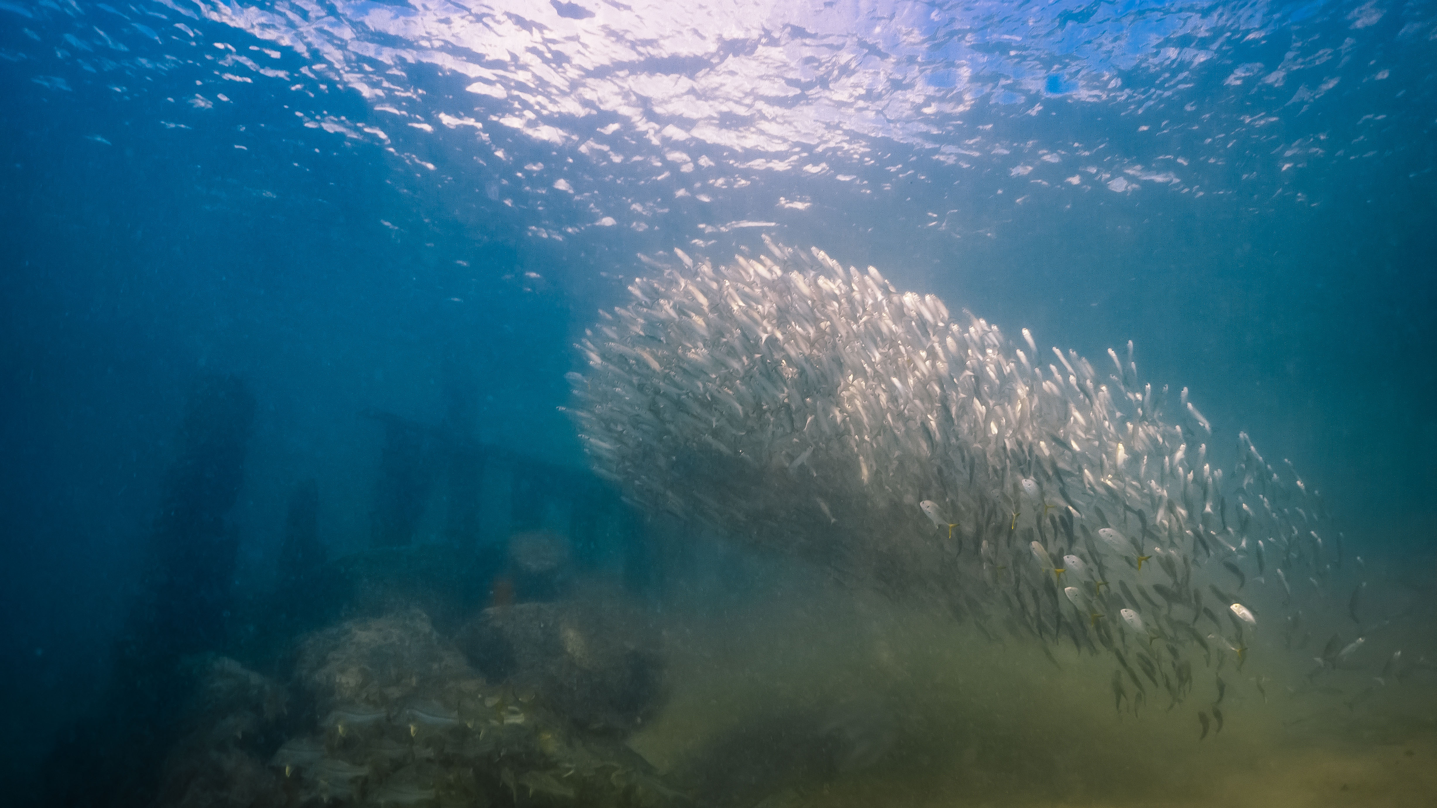 An unseen predator probably drove the Crevalle Jacks in the right foreground to join this bait ball of mullet. Many gatherings of fish are based not on species but size, so that no fish stands out to hungry predators. A group of spawning snook (lower left) lies below the bait ball. Because of its abundance, Florida is known as the "Fishing Capital of the World."