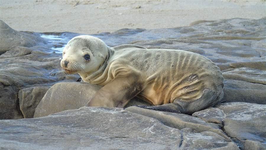 Sea Lion Pup NOAA