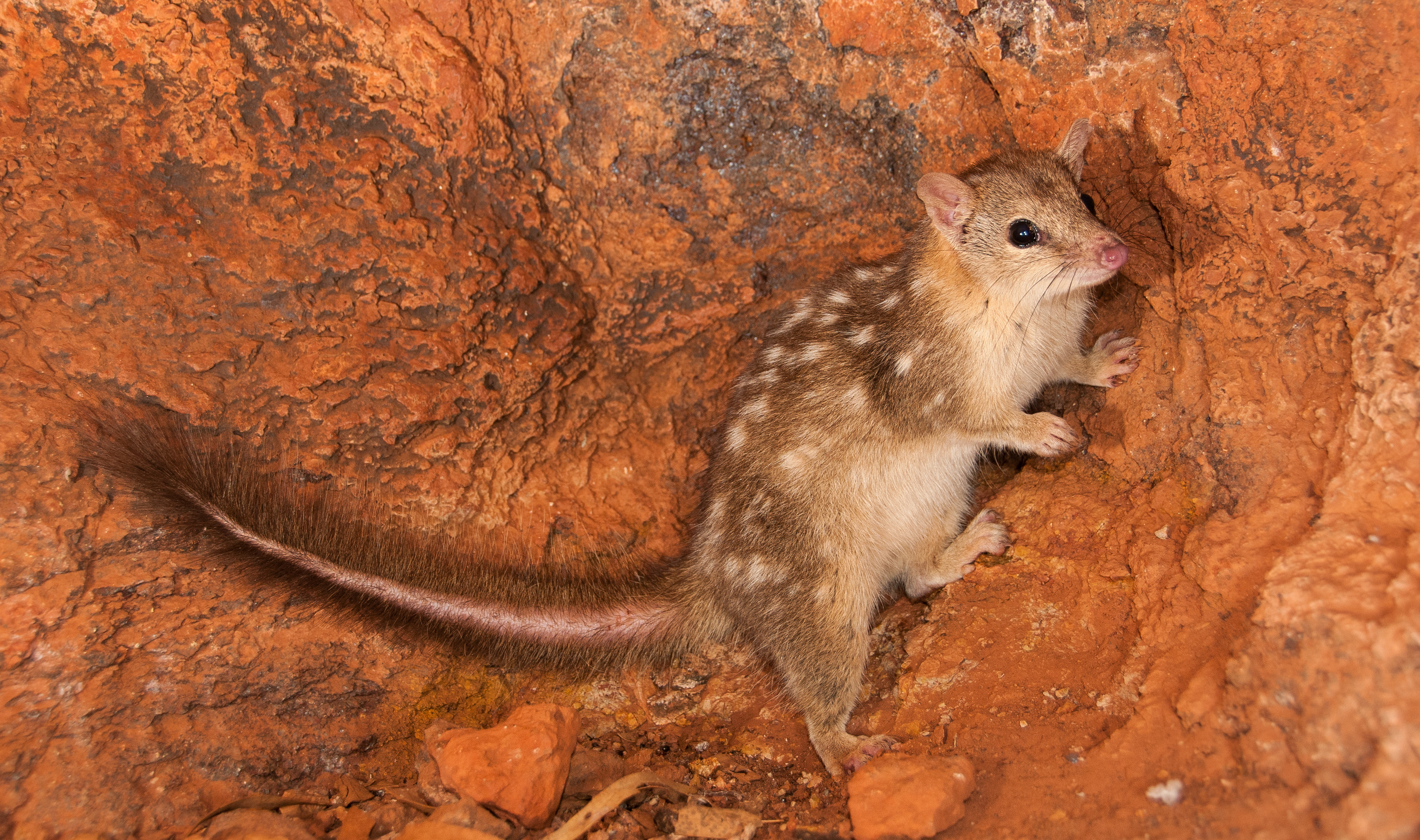 The Mitchell Plateau is home to many of Australia’s endangered species, such as the northern quoll, and is the only place in the country that has not experienced mammal extinctions.