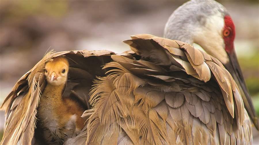 A sandhill crane chick peeks out from its shelter of feathers. About a third of the species' North American population breeds in the boreal forest.