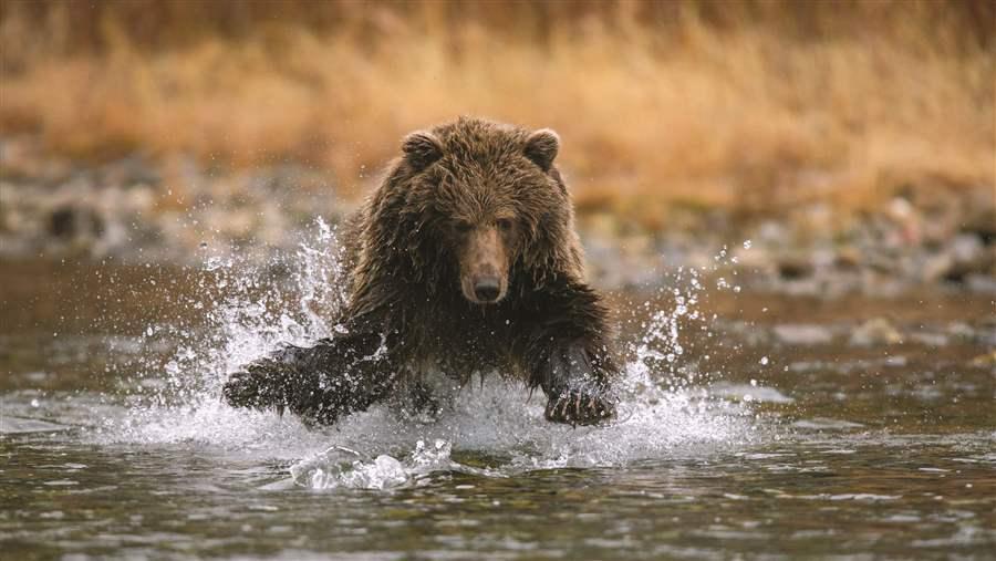 The boreal forest provides vital habitat for grizzly bears, which have lost much of their historical range elsewhere in North America.