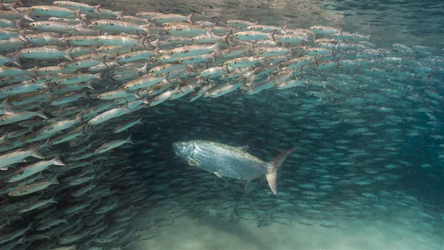 Forage Fish Bait