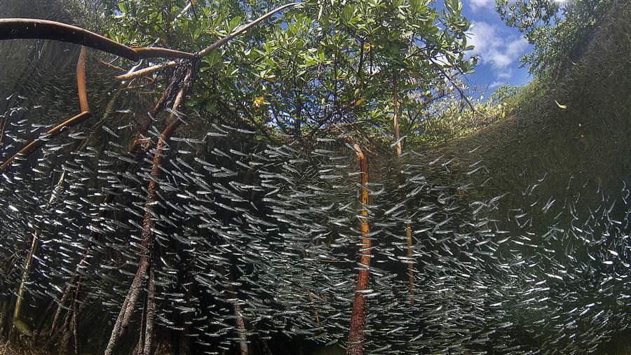 MDP mangrove shoal Matthew Potenski