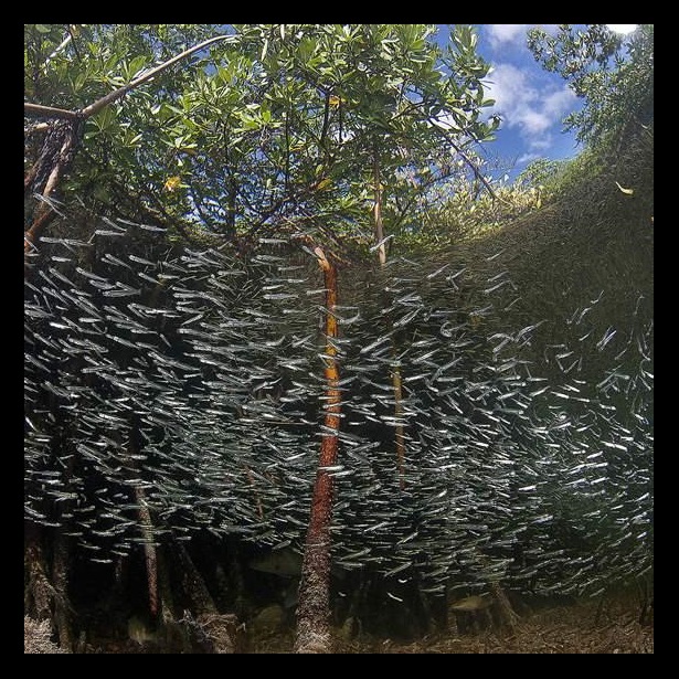 MDP mangrove shoal Matthew Potenski
