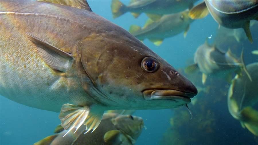 Atlantic Cod