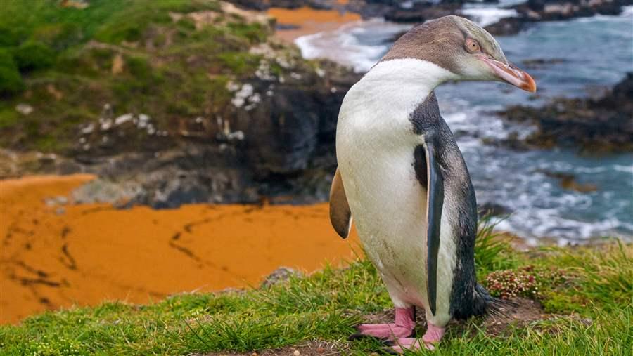 Yellow-Eyed Penguin