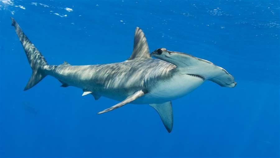 3 Sharks That Need Protection in the Indian Ocean The