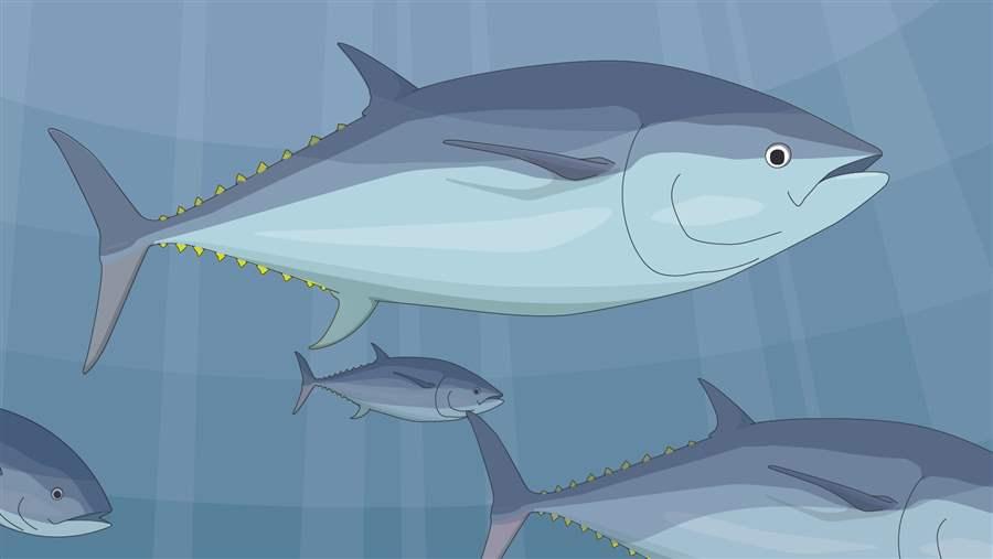 Tuna