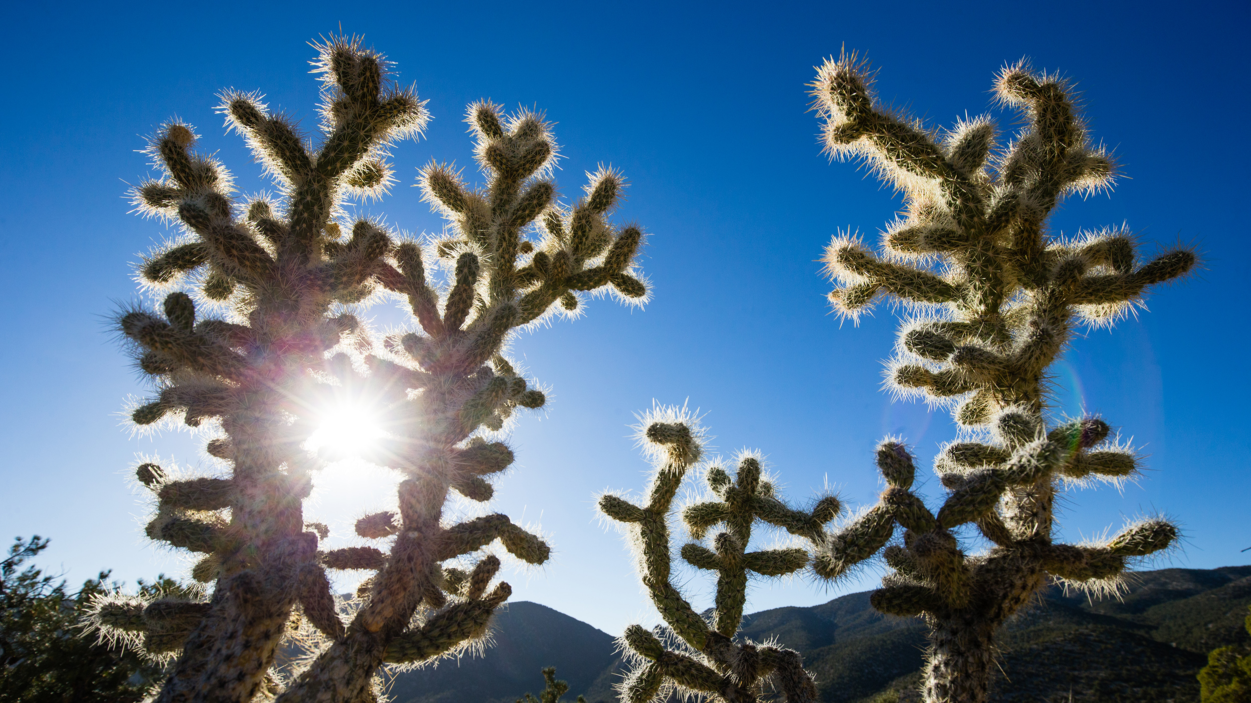 Cholla cacti in the Mount Irish Range. 