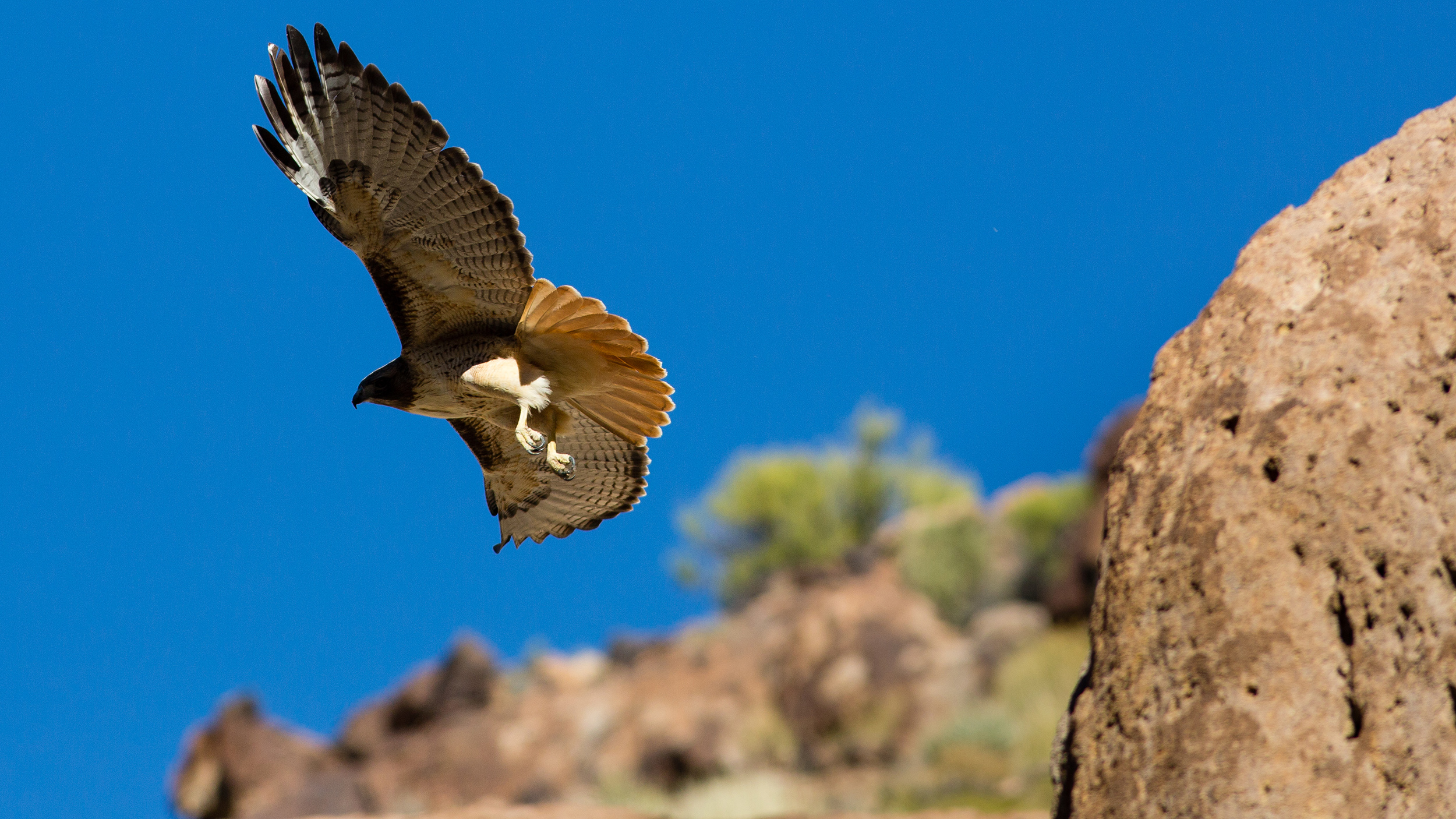 A red-tailed hawk takes flight over the Seaman Range. 
