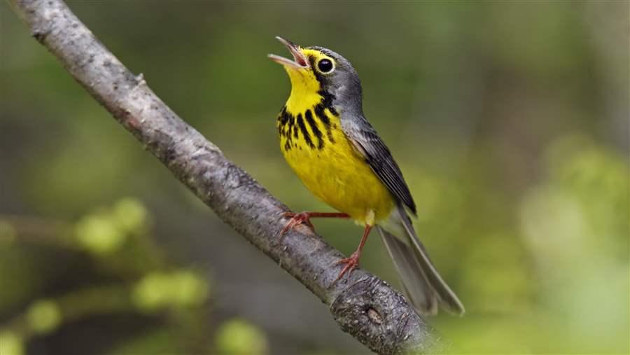 Canada Warbler