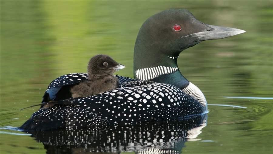 Common Loon