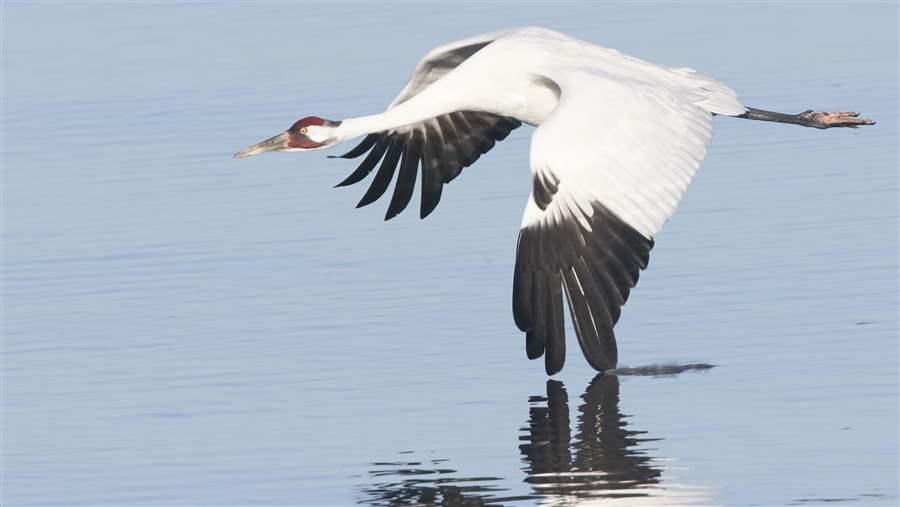 Boreal Crane