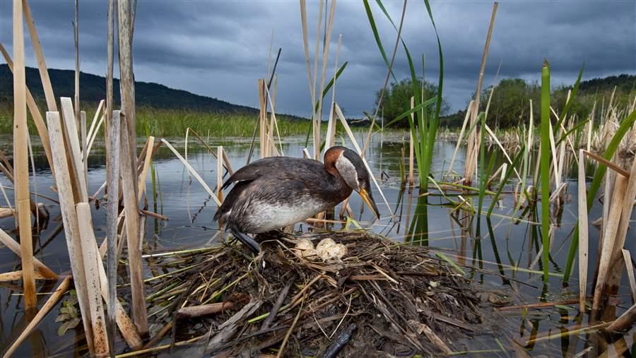 Grebe