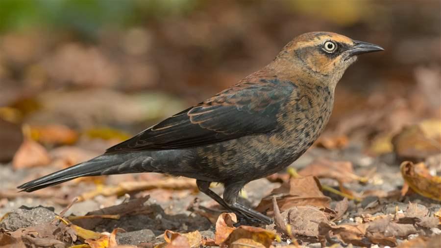 Rusty Blackbird