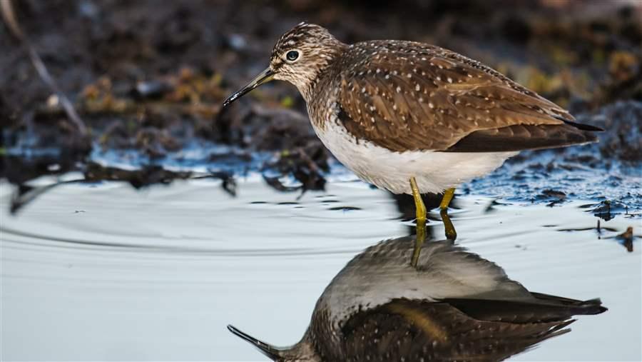 Sandpiper
