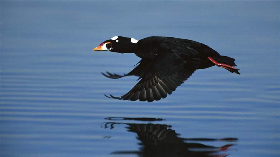Scoter